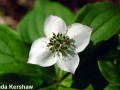 4. Bunchberry past bloom and green fruits forming