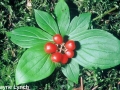 5. Bunchberry ripe fruit