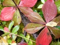 6. Bunchberry fruit gone and leaves red (autumn)