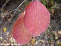 6. Choke cherry fall leaf colour