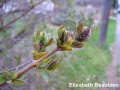 3. Lilac flower buds easily visible, leaves unfurling - leafing stage