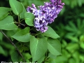 8. Lilac after mid bloom - more than half the buds are open