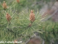 1. Just BEFORE pollen shed from male cones