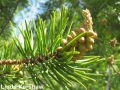 2. similar species Jack Pine (Pinus banksiana) male cones just BEFORE pollen shed