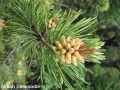 3. Lodgepole pine shedding pollen male cones shedding (if you flicked this branch with your finger, you would release a cloud of yellow powdery pollen!)