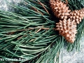 4. Lodgepole pine (Pinus contorta) female seed cones