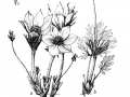 6. Prairie crocus (Anemone patens)sketch by J. Maywood