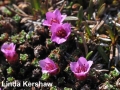 2. Purple Saxifrage Saxiopp