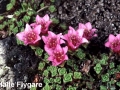 3. Purple Saxifrage Saxiopp