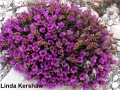4. Purple Saxifrage Saxiopp