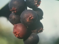 7. Saskatoon ripe berries