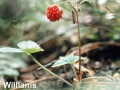 5. Wild Strawberry ripe fruit Fragaria virginiana