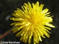 1. Dandelion Taraoffi open flower
