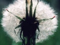 4. Dandelion seed head