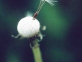 5. Dandelion seed parachutes