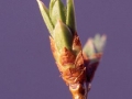 1. Lilac leaves emerging