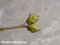 2. Lilac flower buds starting to open