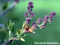 4. Lilac flower buds strongly swollen