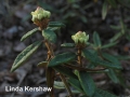 1. Labrador tea flowerbuds