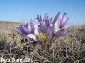 3. Prairie crocus Anempat at mid bloom note small insects