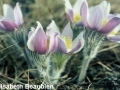 4. Prairie crocus Anempat_a bit past mid bloom_stems lenthening