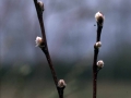 1. Saskatoon (Amelanchier alnifolia) budbreak