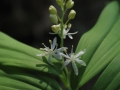 1. Star-flowered Solomon's Seal BETWEEN FIRST AND MID BLOOM Smilste