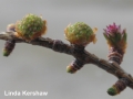3. Larch-2 male cones just before pollen shed