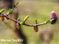 4. European larch at leafing stage (needles start to spread)