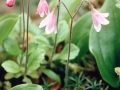 1. Twinflower Just past FIRST BLOOM