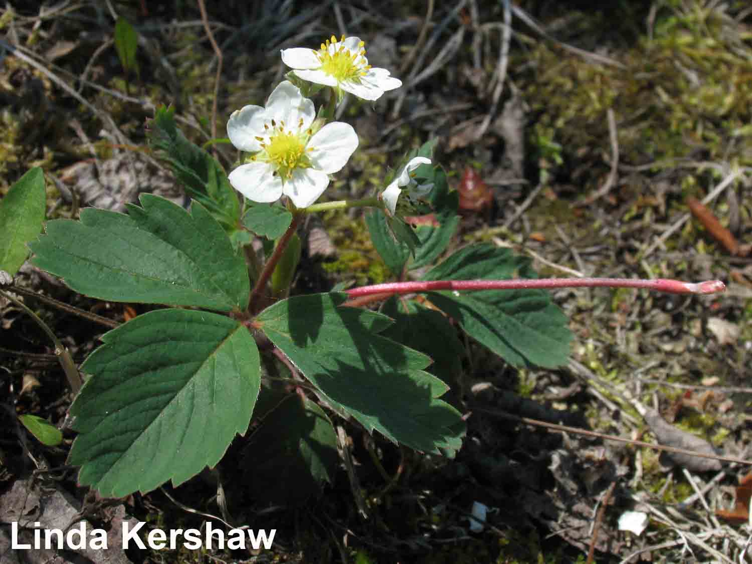 2. Wild Strawberry after MID BLOOM Fragaria virginiana