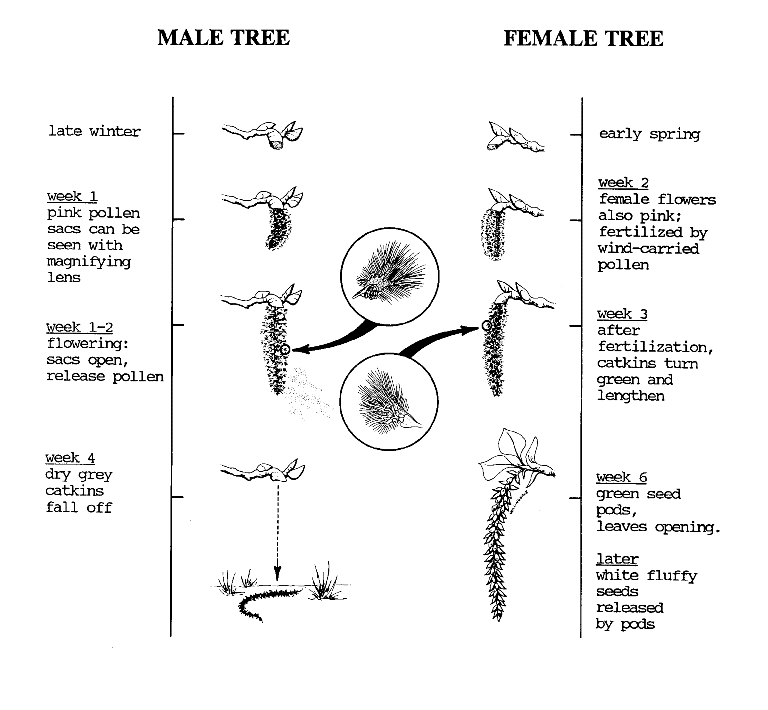 6. Aspen Poplar - Male and Female Catkin Development - D. Hollingsdale.tif
